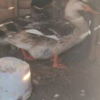 اردک تخم گذار نروماده
