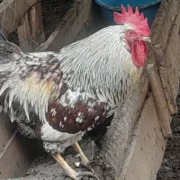 خروس دورگه