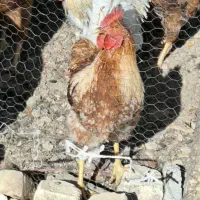 مرغ تخم گذار