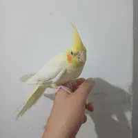 عروس هلندی  لوتینو دانخور نیمه دستی