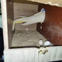 یک جفت عروس هلندی