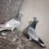 کفترها همه سالم