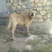 پژدر|سگ|یاسوج, |دیوار