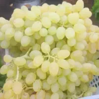 باغ انگور رطبی و عسکری سیاه سردشتی