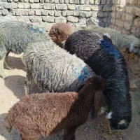 بره علف خور