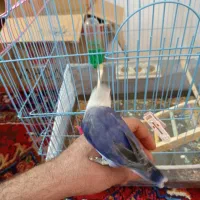 کوتوله برزیلی بنفش