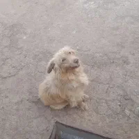 سگ پاکوتاه نر
