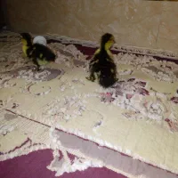 اسباب بازی (جوجه اردک)