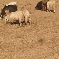 بز و بیگ