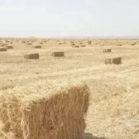 پرس کاه
