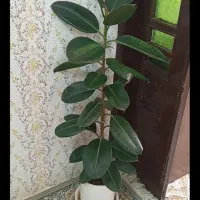 گل فیکوس الاستیکا