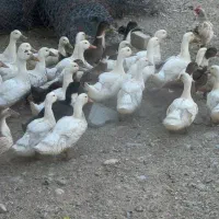 جوجه اردک ۳ماه400تومن