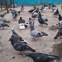 کبوتر مسافتی