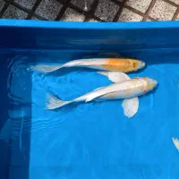 کوی مولد باترفلای