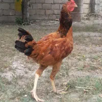 خروس