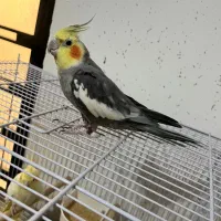 عروس هلندی نر بالغ