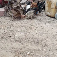 جوجه محلی