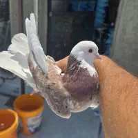 کبوتر پرشی خوش رنگ