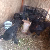 فروش تعدادی جوجه سیاه سالم و واکسن زده شده