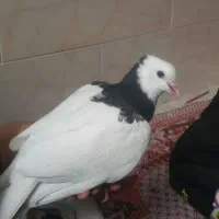 کبوتر