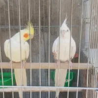 ۱ جفت عروس