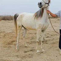 فروش مادیان ابستن