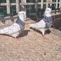 طوقی سرور طوقی الماسی یا طوقی هفت رنگی