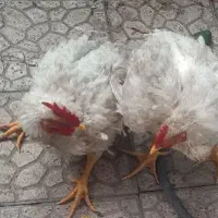 خروس گوشتی