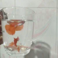ماهی گوپی فول رد