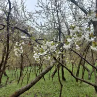 باغ-200متری-قبل-از-زشک