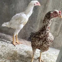 یک جفت لاری نژاد