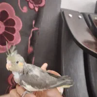 جوجه عروس