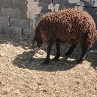4راس بره