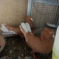 کفتر بهبهانی