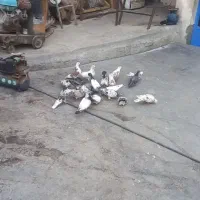 کبوتر پرشی
