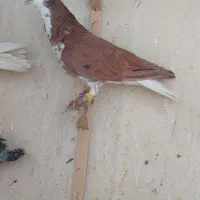 ساده سرخ افشون - ساده زرد