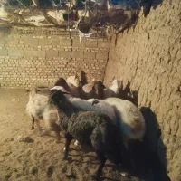 فروش 5بره یک سال نیم و یک میش