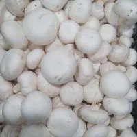 صندوقداروفروشنده خانم(موادغذایی)