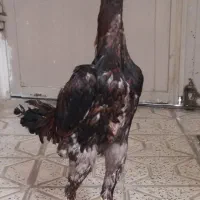 خروس‌لاری‌نسلدار‌افغان
