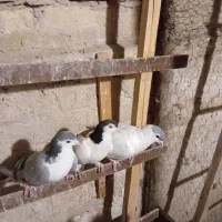 کفتر پلاس نر ماده