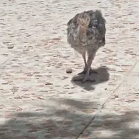 بوقلمون