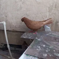 کفترنوک بهکله