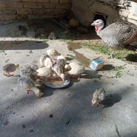 بوقلمو ن با همراه ۱۵ بچه یک ماهه