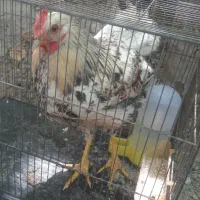 مرغ ‌خروس‌ سه تاش باهم