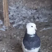 کبوتر نر طوق ی
