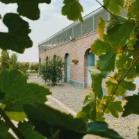 پانسیون و نگهداری اسب در رفسنجان