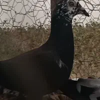 کبوتر