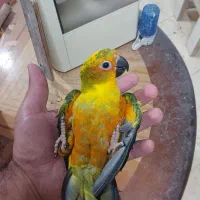 طوطی خورشیدی سانکانور ماده با تست جنسیت