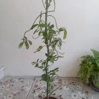 گل فردوس
