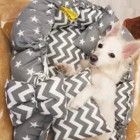 سگ پامر اشپیتز خوشگل و مهربون